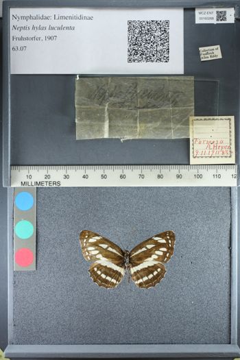 Media type: image;   Entomology 160268